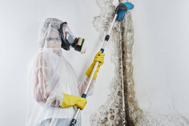 Best Commercial Mold Removal  in San Diego, TX
