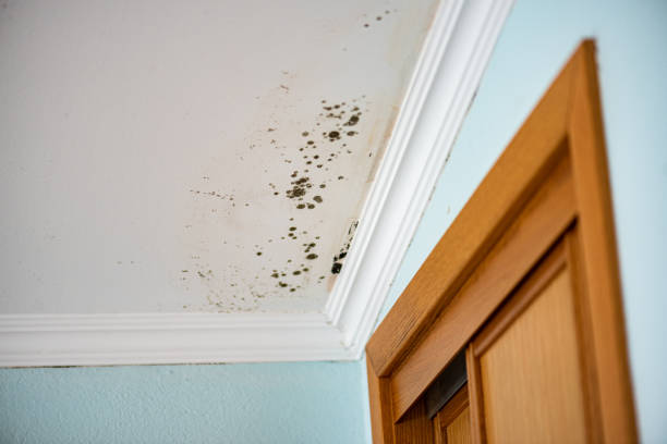 Best Toxic Mold Removal  in San Diego, TX
