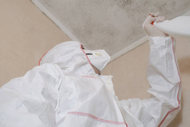 Best Certified Mold Removal  in San Diego, TX