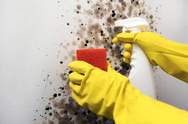 Best Mold Cleaning Services  in San Diego, TX