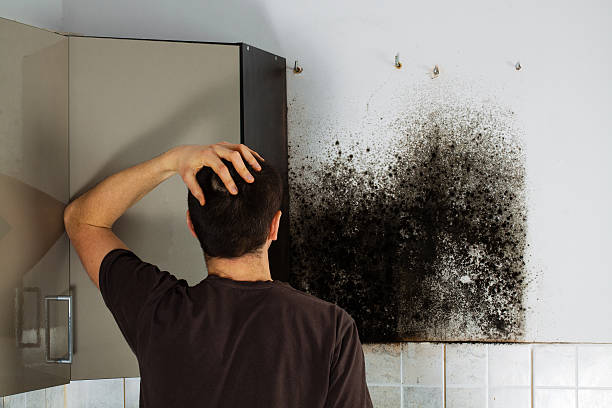 San Diego, TX Mold Removal Company