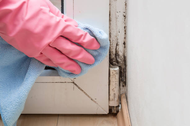 Home Mold Removal in San Diego, TX